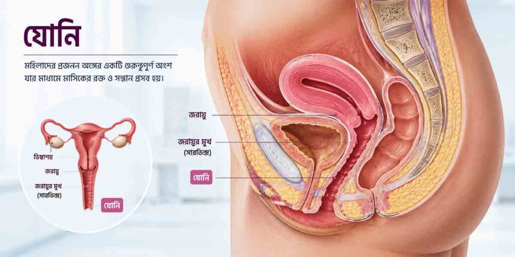 যোনি কি? গঠন, কাজ, স্বাভাবিক পরিবর্তন ও যোনির স্বাস্থ্য সম্পর্কে গুরুত্বপূর্ণ তথ্য